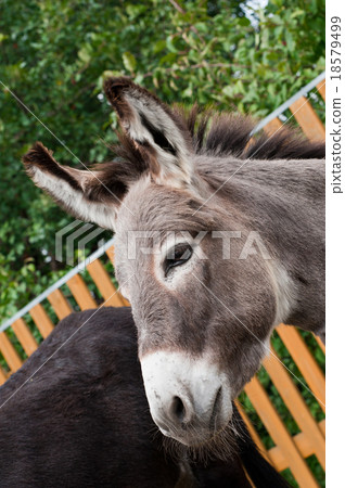 Donkey closeup portrait  18579499
