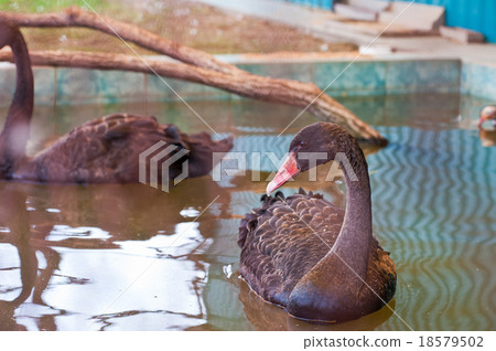 Swimming black swan Swimming black swan 18579502