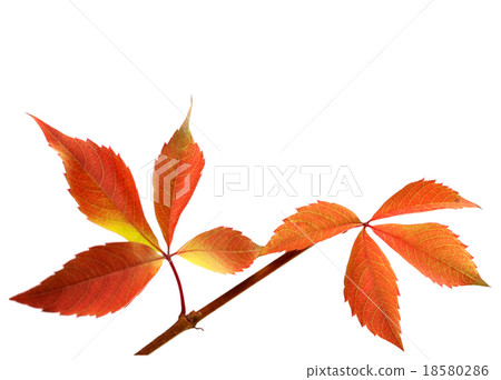 Orange autumnal twig of grapes leaves Orange autumnal twig of grapes leaves 18580286