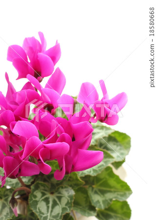 粉紅色的花園仙客來 18580668