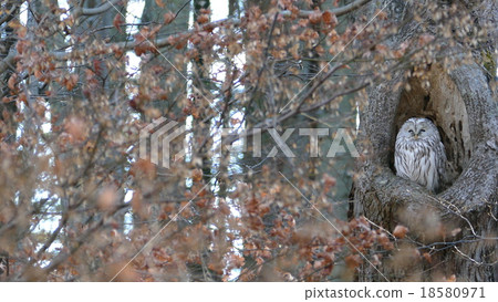 Sleepy owl in late autumn forest _ 9 P 18580971