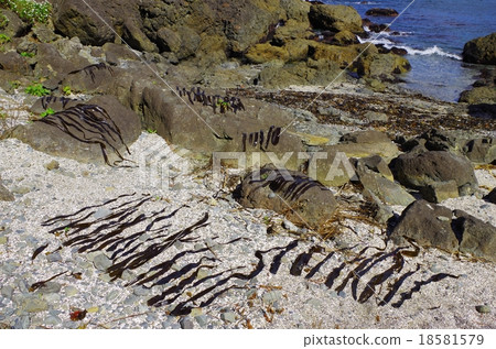 海帶的岩石 18581579