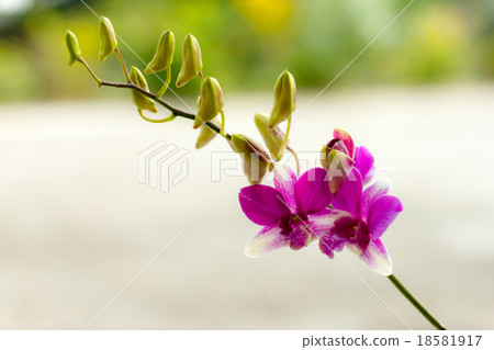 orchid flowers on bright summer day 18581917