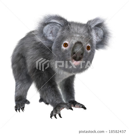 Koala 18582437