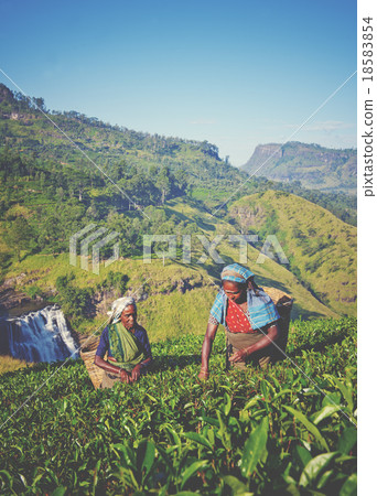 Sri Lankan Women Picking Tea Leaves Concept 18583854