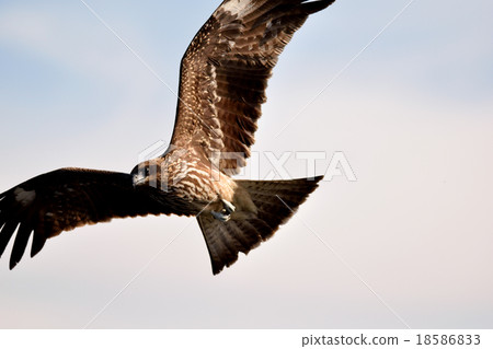 Tobi Youngakka New Year New Year's first dream 18586833