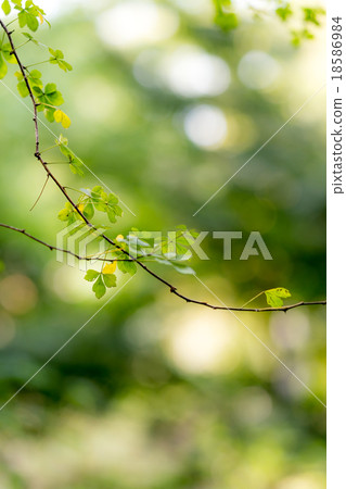 Leaves of Okawakogi 18586984