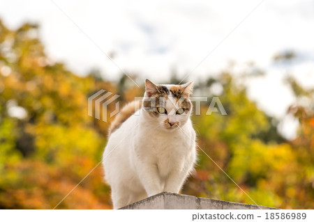 Noragono in the cute color 18586989