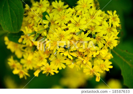Yellow flower of pharmacist grass 18587633
