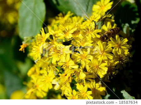Yellow flowers and honey bees of pharmacist grass 18587634