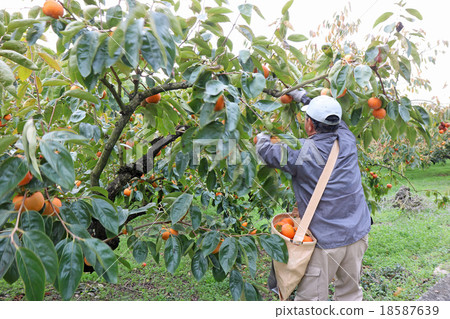 柿子收穫男子膝蓋向上袋子 18587639