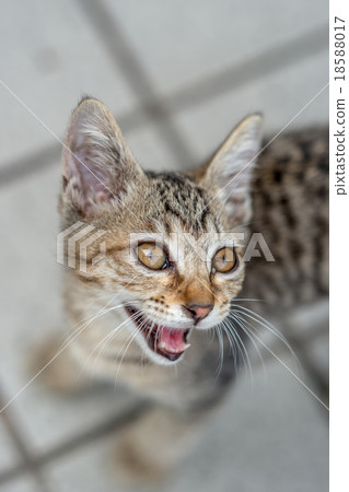A kitten nodder cat A kitten nodder cat 18588017