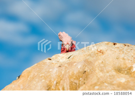 Australia cacatua galahs close up portrait 18588054