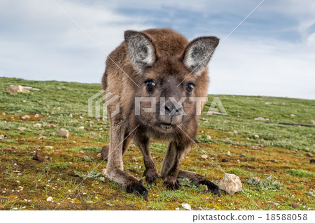Kangaroo looking at you on the grass 18588058