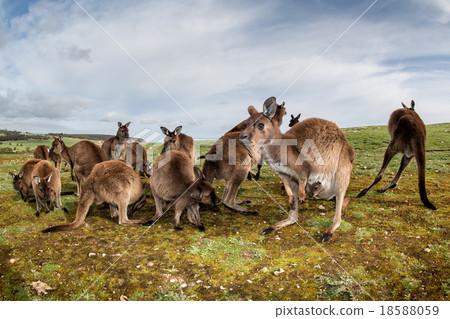 Kangaroos mother father and son portrait Kangaroos mother father and son portrait 18588059