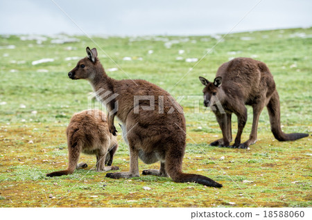 Kangaroos mother father and son portrait 18588060