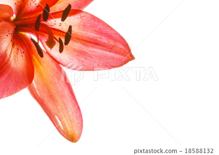 nice lily nice lily 18588132