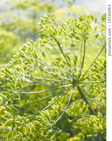 dill flower dill flower 18588863