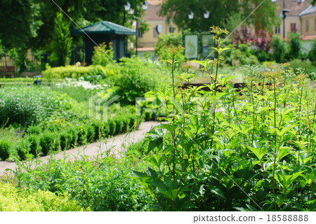 summer garden summer garden 18588888