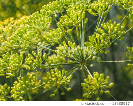 dill flower dill flower 18588917