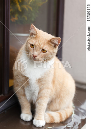 Red-haired adult cat on a windowsill 18589126