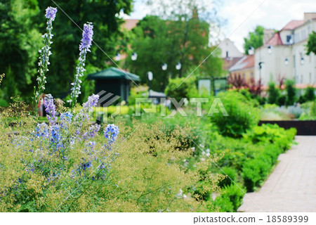 summer garden 18589399