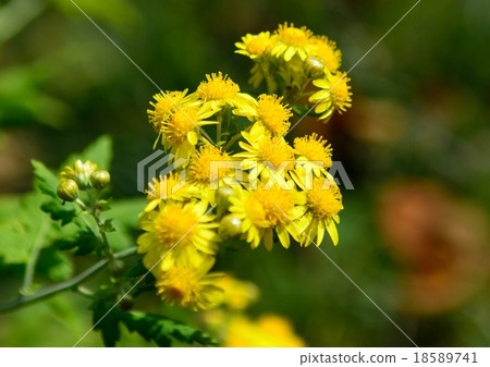 Yellow flower of bubble golden chrysanthemum 18589741