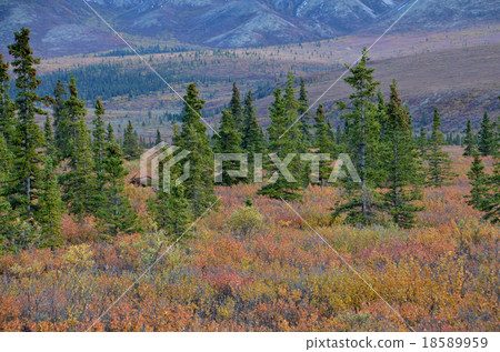 在紅褐色漿果的灌木叢中發現巨大的雄性慕斯 在紅褐色漿果的灌木叢中發現巨大的雄性慕斯 18589959