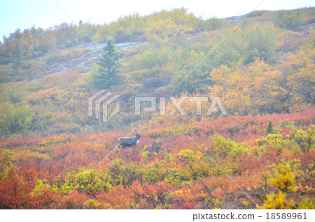 In the misty berry bush, I found a big corner caribou 18589961