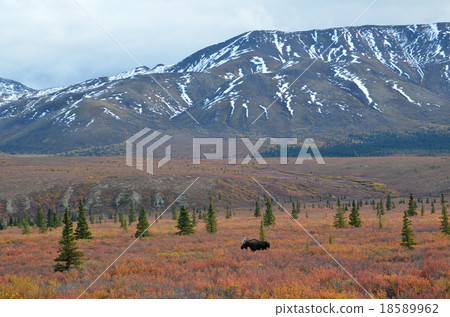 A male mousse who eats food gently at the berry bush of majestic Denali National Park 18589962
