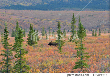 休息與taiga的男性奶油甜點在Denali國家公園用紅色莓果和綠色雲杉 18589963