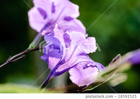The purple Minnie root flowers 18591525