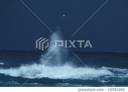 波浪和海鷗 18591892
