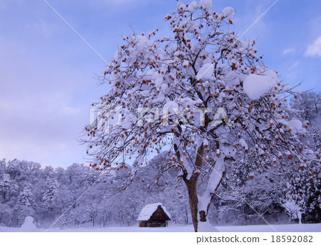 雪積累在剩餘的柿子裡 18592082