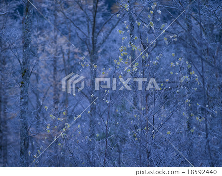 Fog ice forest Fog ice forest 18592440