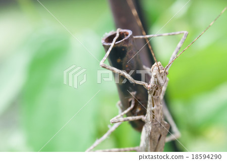 Stick Insect (Phasmatodea) on green leaves 18594290