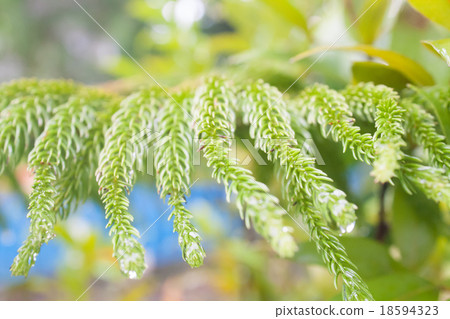 An abstract soft focus sequoias leaves background An abstract soft focus sequoias leaves background 18594323