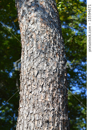 Akamatsu (red pine) 18594671