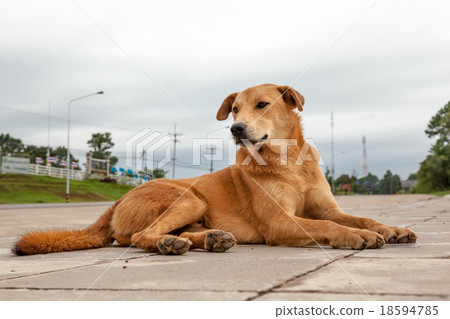 street dog 18594785