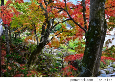 Okubo Temple Autumn Leaves 8 (Garden · Shikoku Hakka Hall 88th Temple · Yuji Temple) 18595157