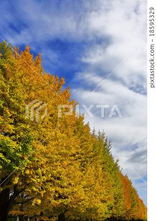 The yellow leaves of the ginkgo and the blue sky 18595329