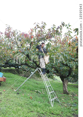 Custard Harvest Male Vertical Position 18595943
