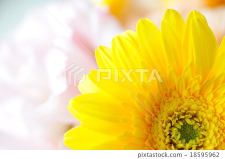Yellow flower Yellow flower 18595962