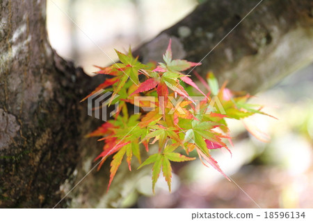 Arargund Arargund 18596134