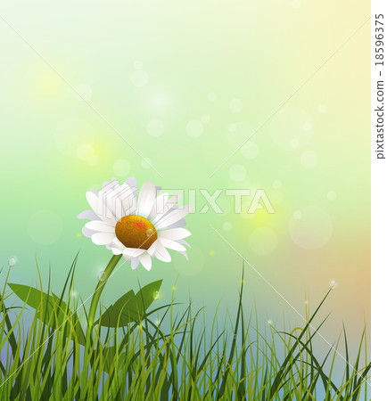 Green grass and white Gerbera- Daisy flowers field 18596375