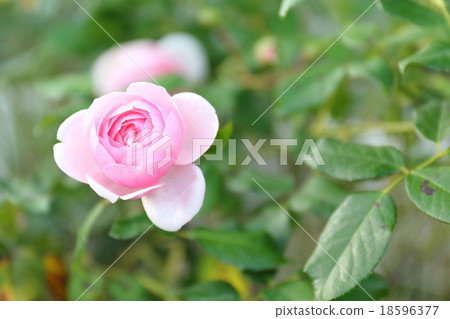 玫瑰英語·遺產 18596377