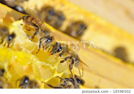 Close up of bees Close up of bees 18596502