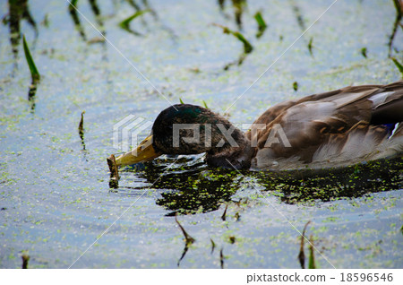 野鴨吃的食物 18596546