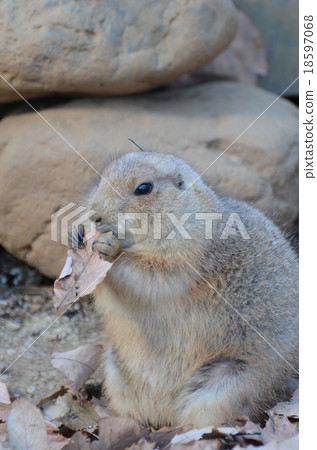 Ogro草原土撥鼠 18597068