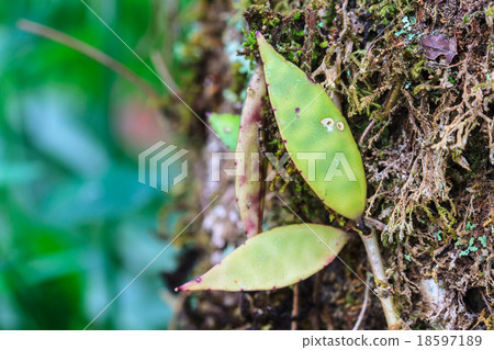 wild flowers in forest 18597189